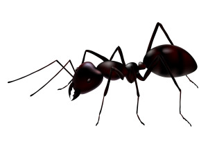 Ants-3